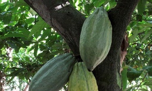 Transformation locale du cacao