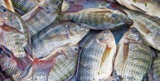 Après Covid-19 : les trésors de la pisciculture pour le pays et les Collectivités territoriales